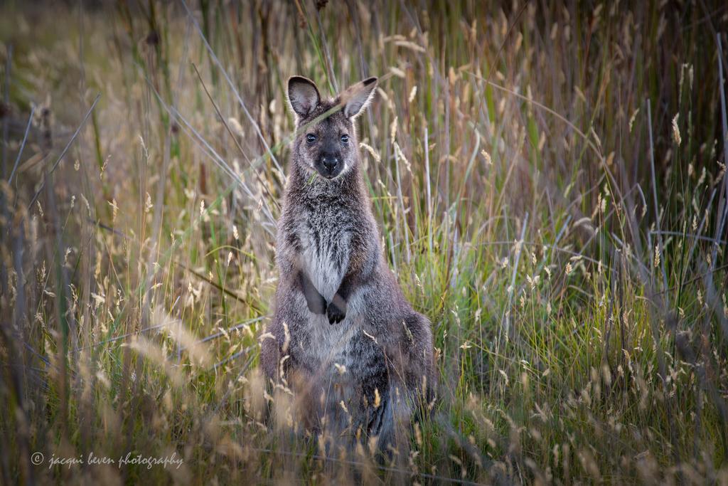 Pearl Hawley Beach Port Sorell Kültér fotó